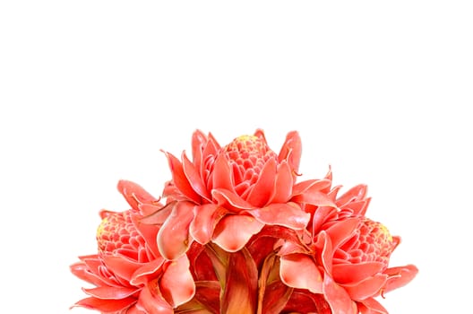 Etlingera elatior on white background