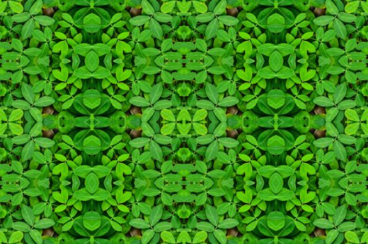 Green leaves background