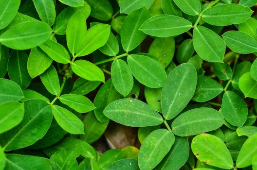 green leaves