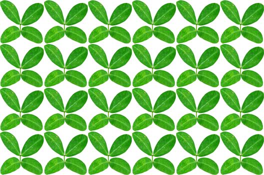 Many green leaves on white background