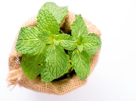 close up fresh mint leaves in sack on white background