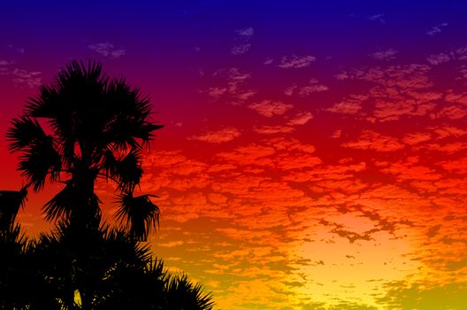 palm trees sunset golden blue sky backlight