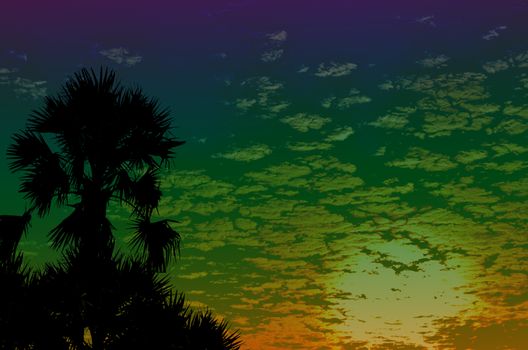 palm trees sunset golden blue sky backlight