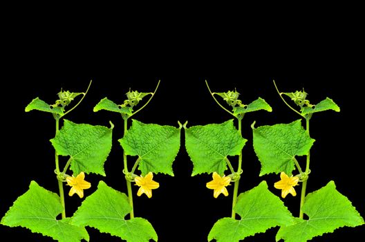 Pumpkin plant on black background