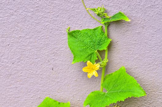 Pumpkin plant