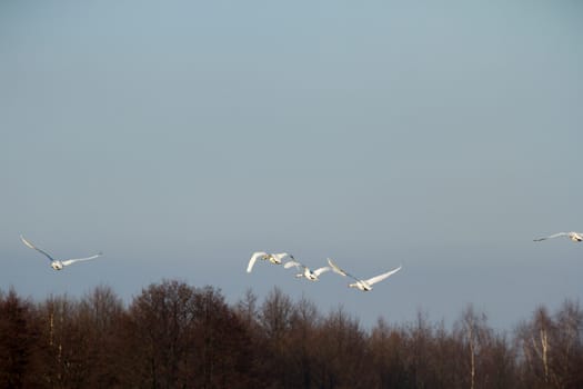 swan on blue lake water in sunny day, swans on pond, nature series