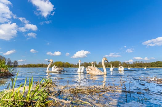 swan on blue lake in sunny day, swans on pond, nature series