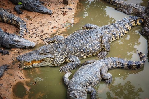 large crocodiles in the zoo of Cambodia 