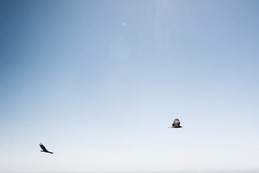 Birds Flying at Big Sur, Southern
 California, USA