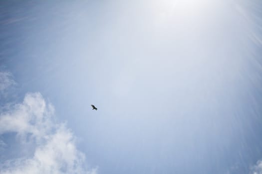 Bird Flying at Big Sur, Southern
 California, USA