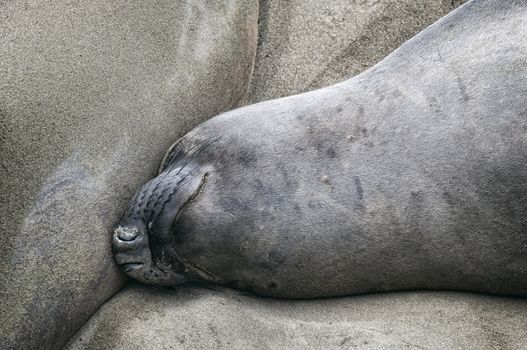 Sea Lions at the Beach in Southern California, USA