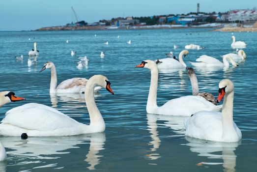 Swans on the lake with blue water background