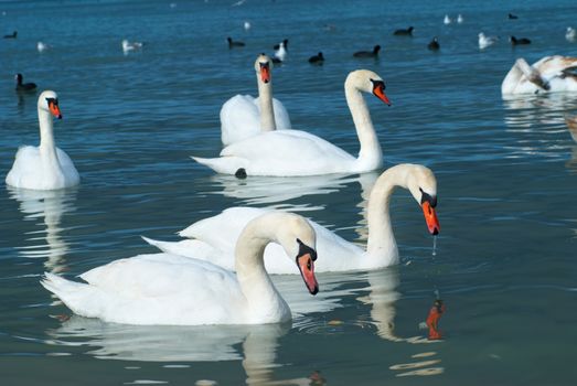 Swans on the lake with blue water background