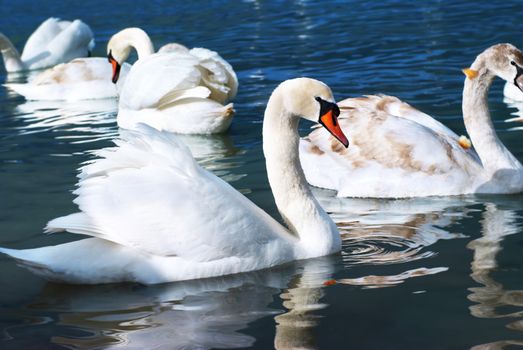 Swans on the lake with blue water background