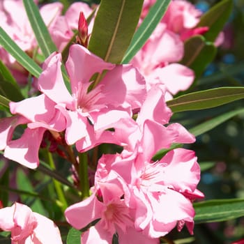 Pink flower's branch with leaves- Oleander Nerium