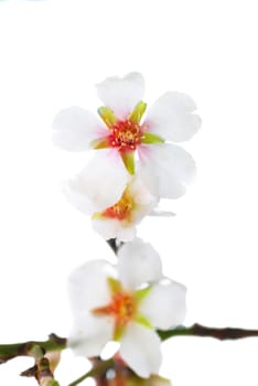 Almond white flowers isolated on white background