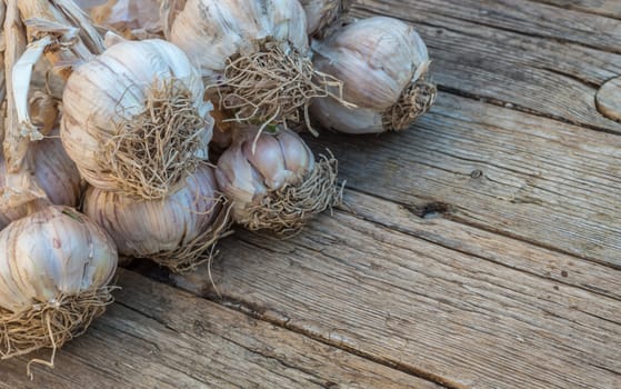 Bunch of garlic on a wooden background
