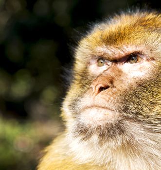 
africa in morocco cedar forest the primitive  monkey animal wildlife