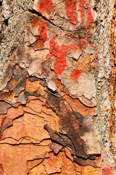 barck     in the abstract close up of a tree color and texture