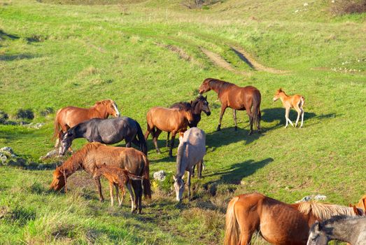 Herd of horses on the field with green grass