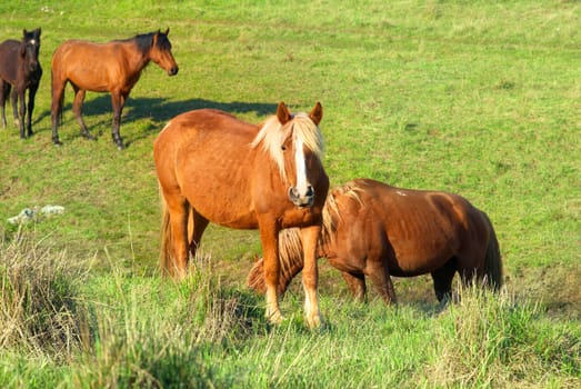 Herd of horses on the field with green grass