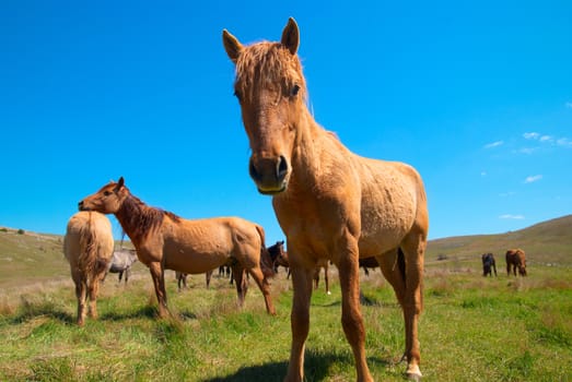 Herd of horses on the field with blue sky