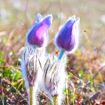 Pasqueflower (Pulsatilla patens) on the field with grass