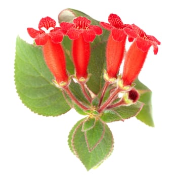 Red flowers (Kohleria Rongo) isolated on white