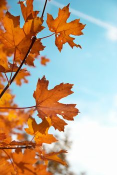 Autumn leaves with the blue sky background