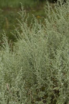 yellow flower wormwood (Artemisia absinthium) on meadow