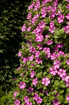 Blooming pink petunia as background nature