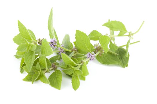 flower spearmint (Mentha pulegium) on white background