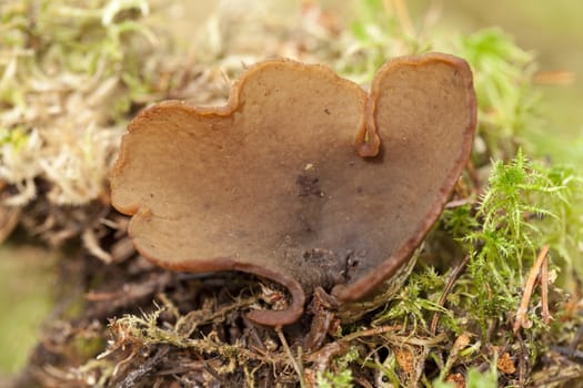 big mushroom(Peziza repanda Wahlenb) in forest