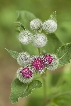 young plant burdock with flowers and leaf