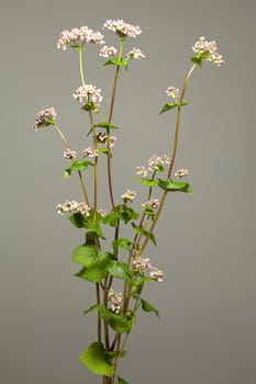 flower buckwheat (Fagopyrum Mill) on grey background