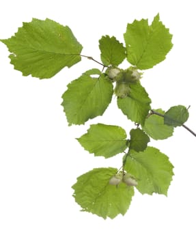 branch of unripe hazelnut on white background