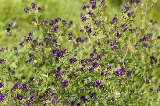 bush of  lucerne flower (Medicago sativa) on meadow