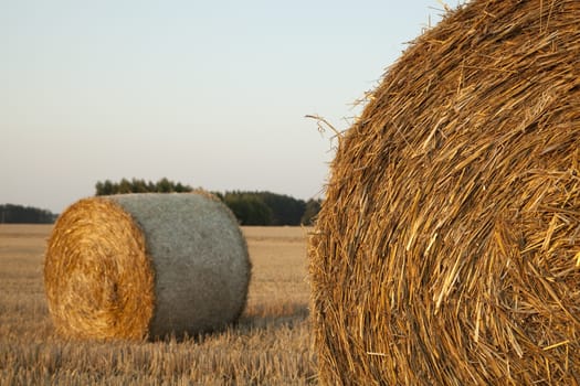 rural scene field with rolled yellow straw