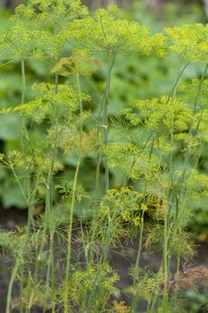 fresh dill to cucumbers grown in garden