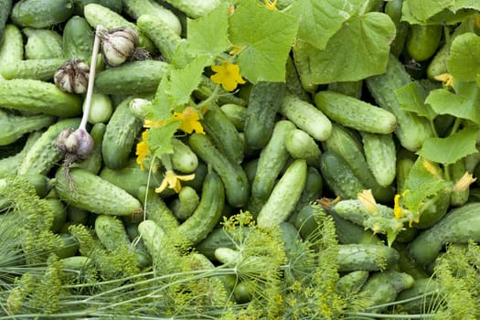 young cucumbers and sprout cucumber as background