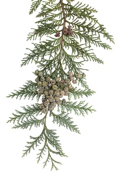 branch of coniferous tree (Chamaecyparis lawsoniana) on white