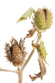 intensely poisonous thornapple (Datura stramonium) on white