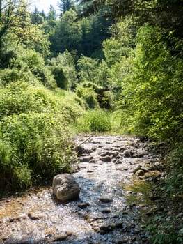 Stream running through the woods in the spring.