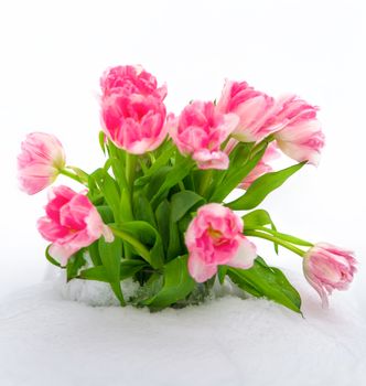 Fresh pink and white tulips in the snow on a white background isolated