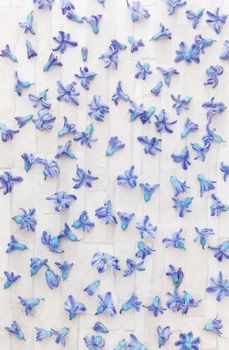 Blue Hyacinth flowers scattered randomly on rustic background. Overhead view