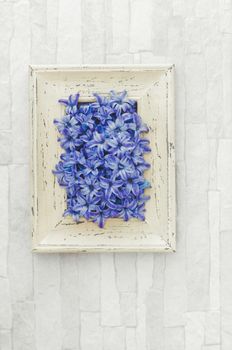 Spring Hyacinths petals in a rustic frame. Overhead view with retro style processing, blank space