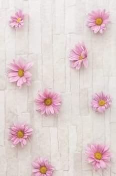 Overhead view of beautiful scattered pink flower background.Blank space