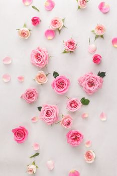 Roses and petals scattered on white background, overhead view