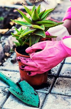 Transplant process the medicinal plant aloe outdoors