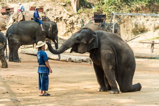Chiangmai ,Thailand - February 20 : elephant is sitting and putting hat on mahout 's head on February 20 ,2016 at Mae Sa elephant camp ,Chiangmai ,Thailand